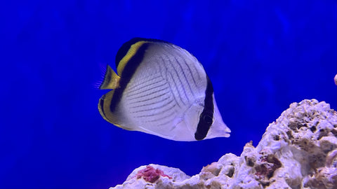 Vagabond Butterflyfish (Chaetodon vagabundus)