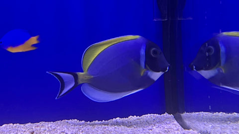 Powder Blue Tang (Acanthurus leucosternon)