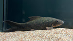 Calico Shark (Labeo cyclorhynchus)