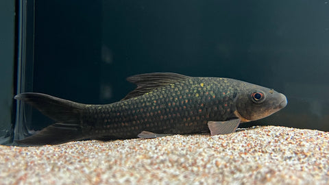 Calico Shark (Labeo cyclorhynchus)
