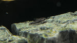 Pygmy Cory (Corydoras pygmaeus) - Tank Raised