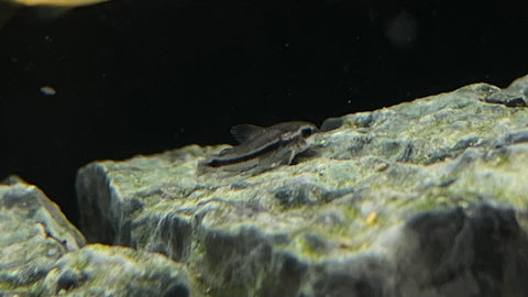 Pygmy Cory (Corydoras pygmaeus) - Tank Raised