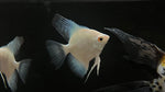 Lilac Angelfish (Pterophyllum scalare sp.)