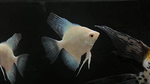 Lilac Angelfish (Pterophyllum scalare sp.)