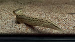 Burmese Black Spotted Eel (Mastacembelus dayi)