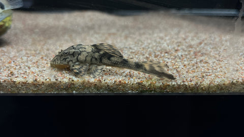 L-37 Honeycomb Pleco (Hypostomus faveolus )
