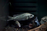 Nova Blue (Otopharynx sp.) - Medium