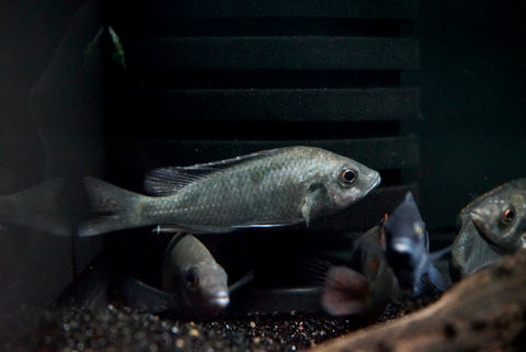 Nova Blue (Otopharynx sp.) - Medium