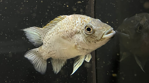 Black Nasty Cichlid (Nandopsis Haitiensis)