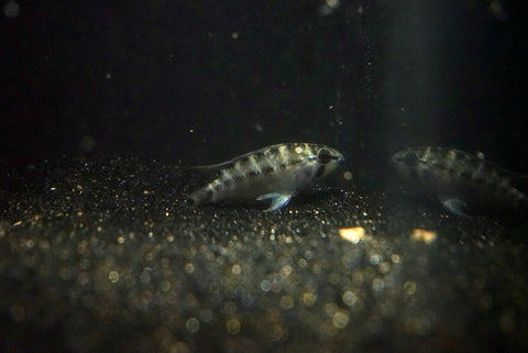Apistogramma viejita