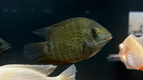Green Severum (Heros efasciatus)