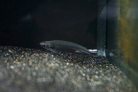 African Glass Catfish (Parailia pellucida)