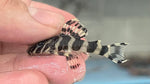 L-134 Leopard Frog Pleco (Peckoltia compta)