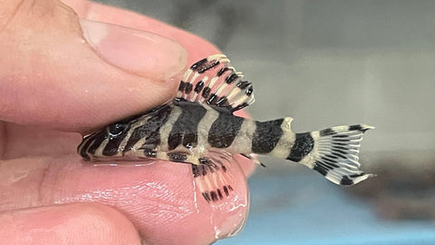 L-134 Leopard Frog Pleco (Peckoltia compta)