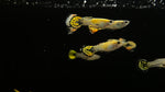 Green Leopard Guppy (Poecilia reticulata) - TRIO
