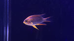 Red Honey Damsel (Neoglyphidodon crossi)
