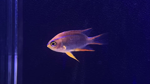 Red Honey Damsel (Neoglyphidodon crossi)