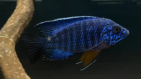 Blue Regal Peacock (Aulonocara stuartgranti)
