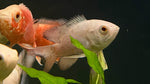 Albino Veil Oscar (Astronotus ocellatus) - Small