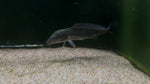 Dolphin Fish (Mormyrus kanume)