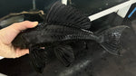 L-001 Gold Spot Pleco (Pterygoplichthys joselimaianus) - WYSIWYG