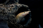 Xanthic Eel (Mastacembelus cf. xanthic)