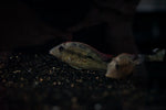 Gold Dust Geophagus (Geophagus sp. Alto Sinu) - PAIR