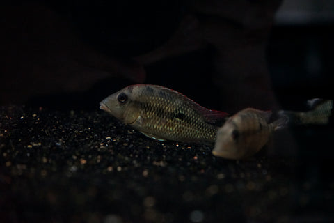 Gold Dust Geophagus (Geophagus sp. Alto Sinu) - PAIR