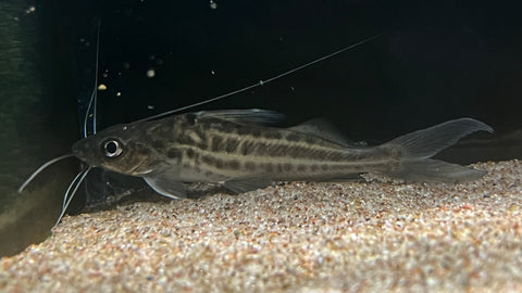 Pictus Catfish (Pimelodus pictus) - Medium