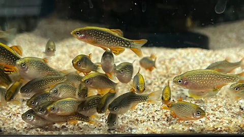 Celestial Pearl Danio (Danio margaritatus)