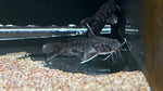 Maculata Catfish (Wertheimeria maculata)