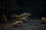 Yellow Rock Kribensis (Paralabidochromis sauvagei)