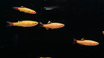 Gold White Cloud Minnow (Tanichthys albonubes var. "Gold")