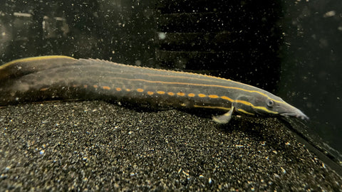 Fire Eel (Mastacembelus erythrotaenia) - Large