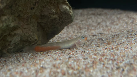 Red Lipstick Sicyopus Goby (Sicyopus rubicundus)