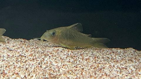 Green Gold Corydora (Corydoras melanotaenia)