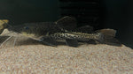Redtail x Shovelnose Catfish Hybrid (Brachyplatystoma sp) - WYSIWYG