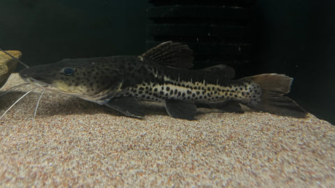 Redtail x Shovelnose Catfish Hybrid (Brachyplatystoma sp) - WYSIWYG
