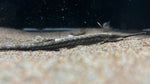 Farlowella / Twig Catfish (Farlowella acus) - Small