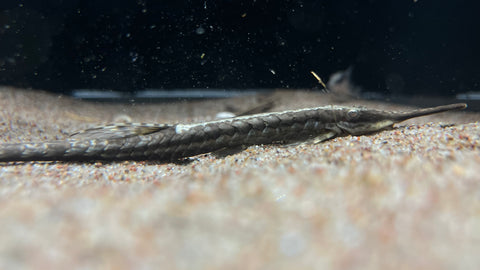 Farlowella / Twig Catfish (Farlowella acus) - Small