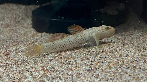 Rhinogobius niger “Red Star”