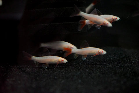 Albino Rainbow Shark (Epalzeorhynchus frenatum)
