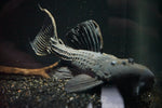 L-185 Xingu Spiny Monster Pleco (Pseudacanthicus sp.)