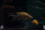 Daffodil Cichlid (Neolamprologus pulcher)