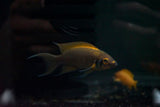 Daffodil Cichlid (Neolamprologus pulcher)