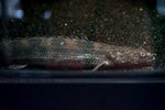 Lapradei Ansorgii Bichir Hybrid
