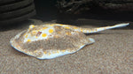 Albino Black Diamond Hybrid Stingray (Potamotrygon Leopoldi) - Male T65 WYSIWYG
