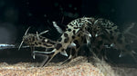 Synodontis multipunctatus - Small