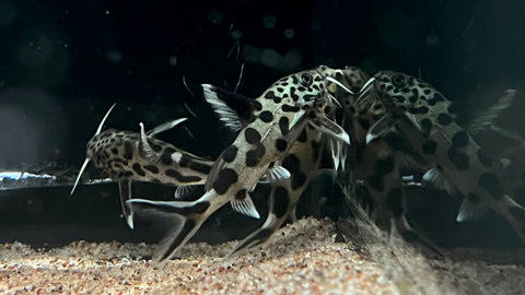 Synodontis multipunctatus - Small
