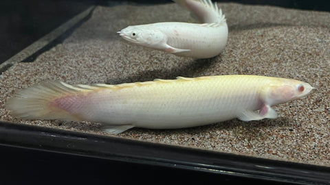 Albino Senegal Bichir (Polypterus senegalus